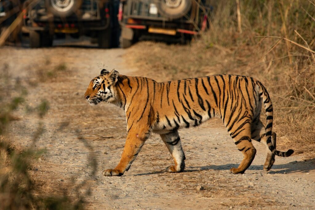 Jim Corbett National Park